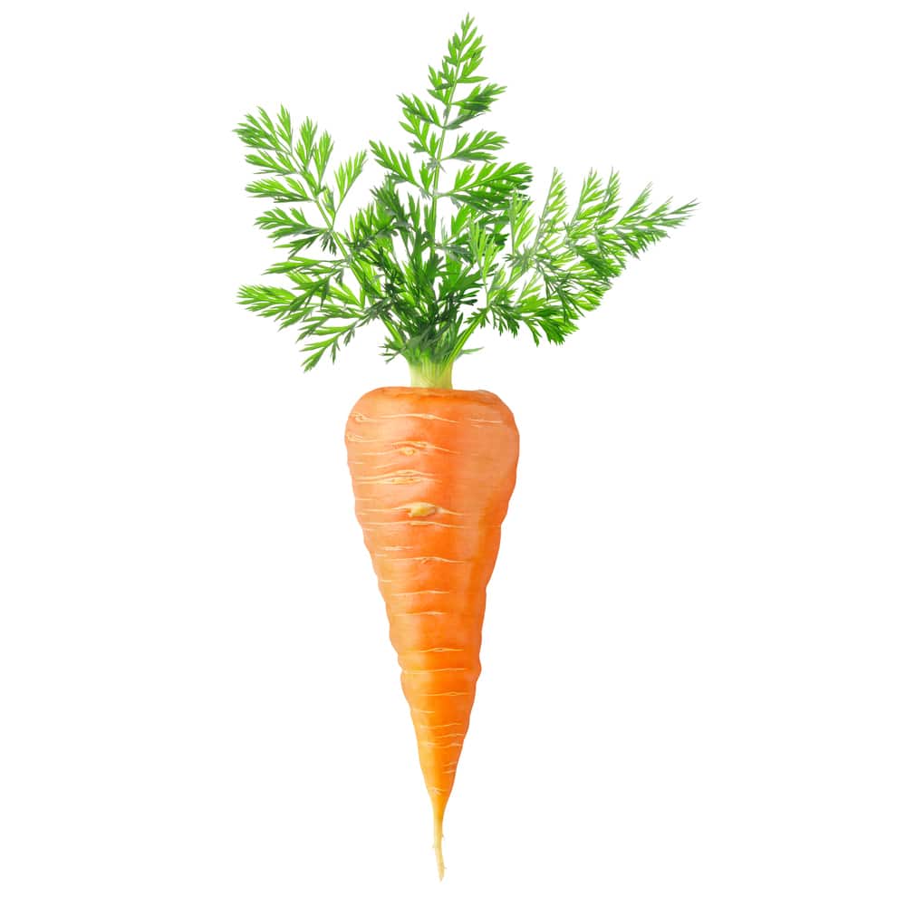 La carotte dans la cuisine du jardin